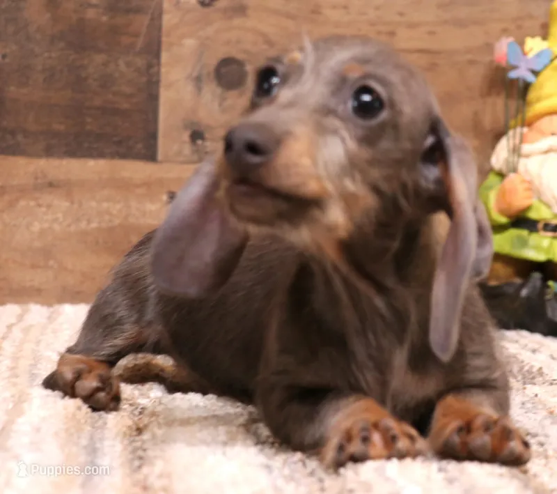 Sparrow blue/tan wirehair – Miniature Dachshund puppy for sale in Crawford, CO