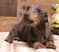 Sparrow blue/tan wirehair, a female Miniature Dachshund for sale in Crawford, CO – 1 of 10