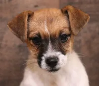 Cloudy is a shorty, a female Jack Russell Terrier for sale in Crawford, CO – 4 of 5