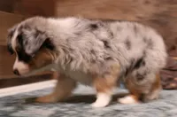 Laney blue merle blue eyes, a female Toy Australian Shepherd for sale in Crawford, CO – Photo 3 of 4