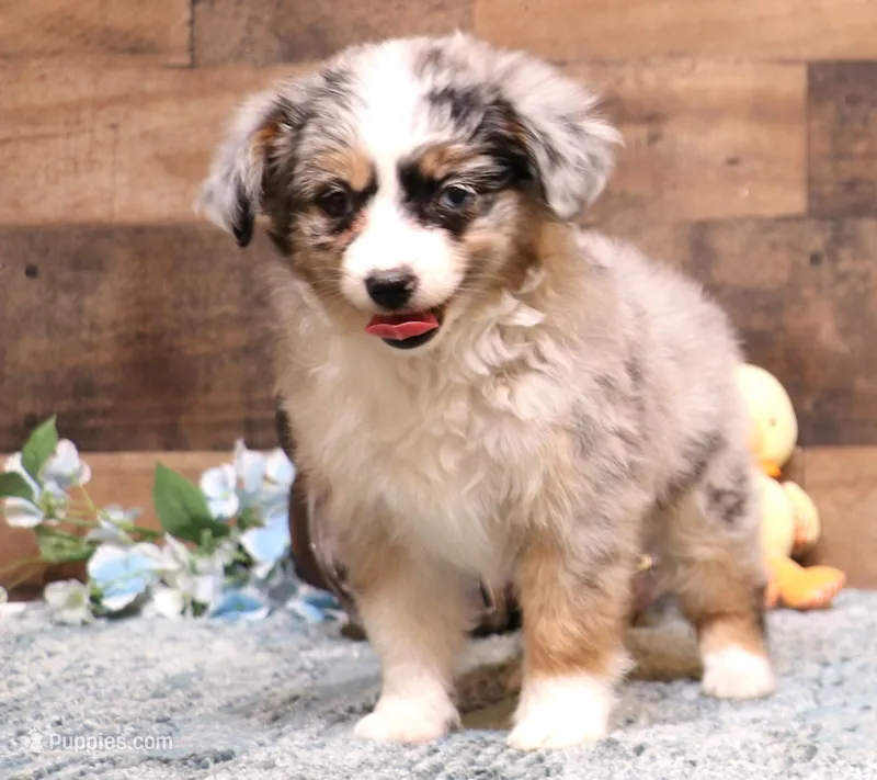 Laney blue merle blue eyes – Toy Australian Shepherd puppy for sale in Crawford, CO