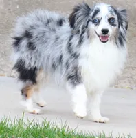 Gilly with tail, a male Toy Australian Shepherd for sale in Crawford, CO – 6 of 6