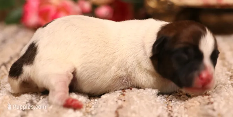 Sawyer is a shorty male – Jack Russell Terrier puppy for sale in Crawford, CO