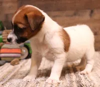 Sailor is a shorty, a female Jack Russell Terrier for sale in Crawford, CO – 2 of 10
