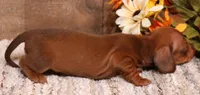 Blaze red smoothcoat, a male Miniature Dachshund for sale in Crawford, CO – 3 of 6