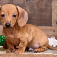 Eddie red brindle, a male Miniature Dachshund for sale in Crawford, CO – Photo 2 of 6