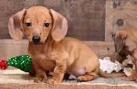 Eddie red brindle, a male Miniature Dachshund for sale in Crawford, CO – Photo 2 of 6