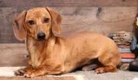 Eddie red brindle, a male Miniature Dachshund for sale in Crawford, CO – 1 of 9
