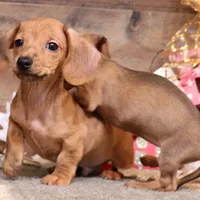Eddie red brindle, a male Miniature Dachshund for sale in Crawford, CO – Photo 3 of 6