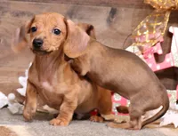 Eddie red brindle, a male Miniature Dachshund for sale in Crawford, CO – Photo 3 of 6