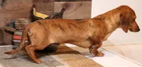 Eddie red brindle, a male Miniature Dachshund for sale in Crawford, CO – 2 of 9