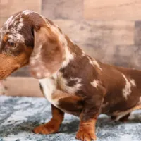 Eddie red brindle, a male Miniature Dachshund for sale in Crawford, CO – Photo 5 of 6
