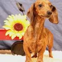 Eddie red brindle, a male Miniature Dachshund for sale in Crawford, CO – Photo 6 of 6