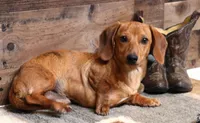 Eddie red brindle, a male Miniature Dachshund for sale in Crawford, CO – 3 of 9