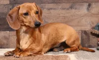 Eddie red brindle, a male Miniature Dachshund for sale in Crawford, CO – 4 of 9