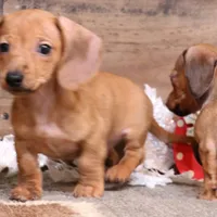 Eddie red brindle, a male Miniature Dachshund for sale in Crawford, CO – Photo 1 of 6