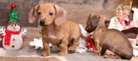 Eddie red brindle, a male Miniature Dachshund for sale in Crawford, CO – Photo 1 of 6