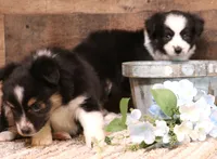 Carrie black-tri full white collar, a female Toy Australian Shepherd for sale in Crawford, CO – 5 of 7