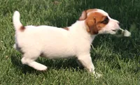 Stew is a shorty, a male Jack Russell Terrier for sale in Crawford, CO – 9 of 10