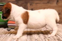 Sailor is a shorty, a female Jack Russell Terrier for sale in Crawford, CO – 4 of 10