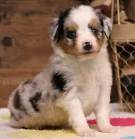 Candy blue merle Toy female, a female Toy Australian Shepherd for sale in Crawford, CO – 2 of 10