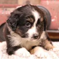 Cara, a female Toy Australian Shepherd for sale in Crawford, CO – Photo 1 of 5