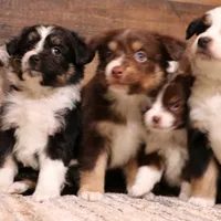 Cara, a female Toy Australian Shepherd for sale in Crawford, CO – Photo 3 of 5