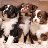 Cara, a female Toy Australian Shepherd for sale in Crawford, CO – Photo 2 of 5