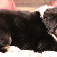 Cara, a female Toy Australian Shepherd for sale in Crawford, CO – Photo 4 of 5