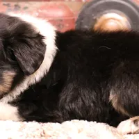 Cara, a female Toy Australian Shepherd for sale in Crawford, CO – Photo 5 of 5