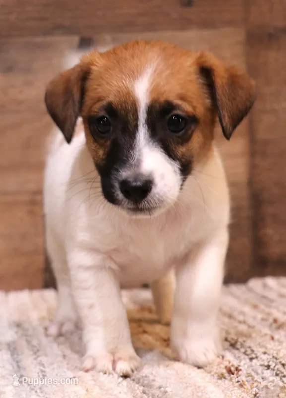 Sawyer is a shorty male – Jack Russell Terrier puppy for sale in Crawford, CO