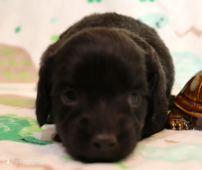 Ely black longhair m – Miniature Dachshund puppy for sale in Crawford, CO