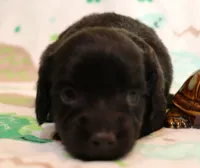 Ely black longhair m, a male Miniature Dachshund for sale in Crawford, CO – 1 of 9
