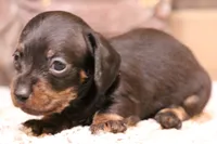 Byron black/tan wire, a male Miniature Dachshund for sale in Crawford, CO – Photo 1 of 7