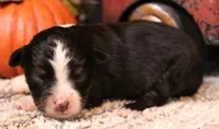 Izzy black-tri f, a female Toy Australian Shepherd for sale in Crawford, CO – 2 of 5