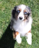 Dreamer, a female Toy Australian Shepherd for sale in Crawford, CO – Photo 7 of 7