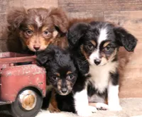 Dreamer, a female Toy Australian Shepherd for sale in Crawford, CO – Photo 3 of 7