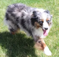 Dreamer, a female Toy Australian Shepherd for sale in Crawford, CO – Photo 6 of 7