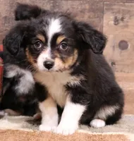 Dreamer, a female Toy Australian Shepherd for sale in Crawford, CO – Photo 1 of 7