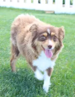 Dreamer, a female Toy Australian Shepherd for sale in Crawford, CO – Photo 5 of 7
