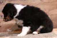 Dreamer, a female Toy Australian Shepherd for sale in Crawford, CO – Photo 2 of 7
