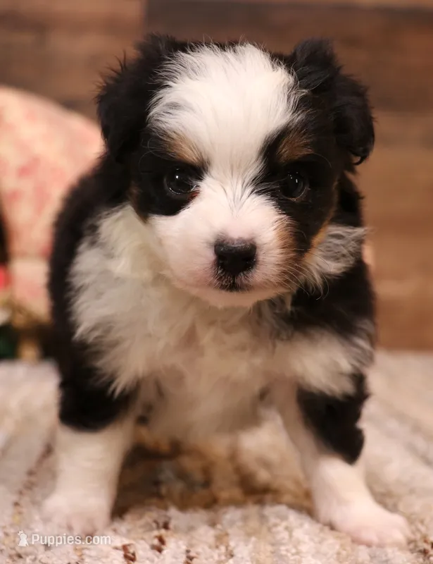Tessa  – Toy Australian Shepherd puppy for sale in Crawford, CO