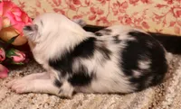 Lucy mismark blue merle, a female Toy Australian Shepherd for sale in Crawford, CO – 3 of 6