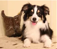 Lincoln black tri, a male Toy Australian Shepherd for sale in Crawford, CO – 6 of 6