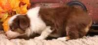 Leo red-tri Toy Aussie, a male Toy Australian Shepherd for sale in Crawford, CO – 2 of 9