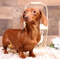 Buffy black longhair, a female Miniature Dachshund for sale in Crawford, CO – 5 of 6