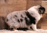 Reed blue merle w/ blue eyes, a male Toy Australian Shepherd for sale in Crawford, CO – 2 of 9