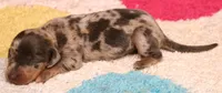 Phoenix blue/tan dapple smooth f, a male Miniature Dachshund for sale in Crawford, CO – 2 of 5