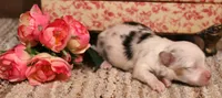 Lucy mismark blue merle, a female Toy Australian Shepherd for sale in Crawford, CO – 2 of 6