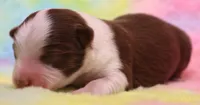 Leo red-tri Toy Aussie, a male Toy Australian Shepherd for sale in Crawford, CO – 2 of 4